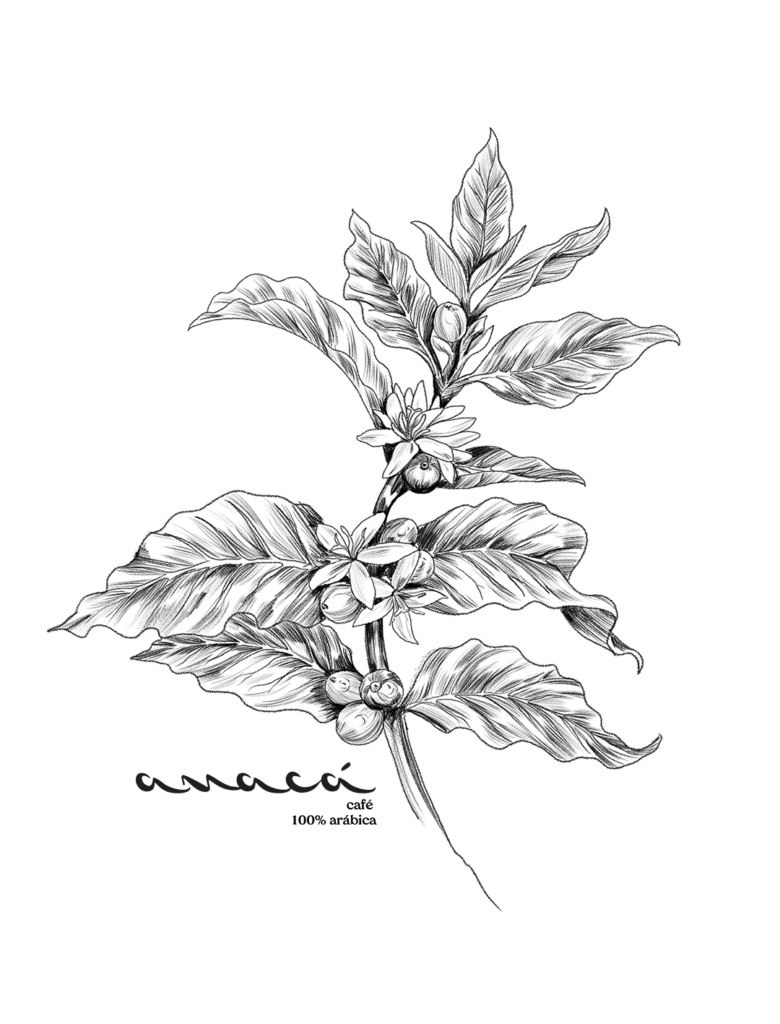 Ilustração em nanquim de um ramo de café com frutos e flores